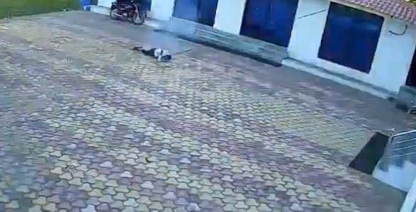 Ινδία: Άνδρας σκοτώθηκε από ηλεκτροπληξία ενώ προσπαθούσε να διώξει μαϊμού