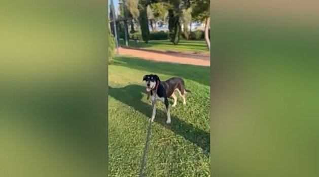 Παλαιό Φάληρο: Φιλόζωοι καταγγέλλουν τον Δήμο πως μετέφερε τα αδέσποτα από το προσωρινό καταφύγιο σε πανσιόν