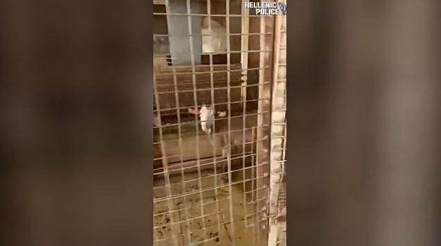 Αμπελόκηποι: Παράνομο μαντρί σε ταράτσα πολυκατοικίας – Στο ίδιο κτίριο στεγάζεται ο ΕΦΕΤ