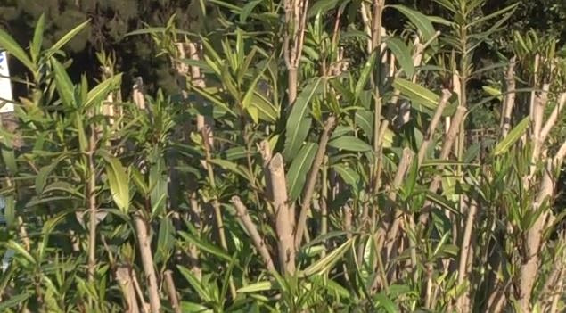 Βασιλακόπουλος για πικροδάφνες: «Να γίνει ενημέρωση» – Δεν χρειάζεται να τις ξεριζώσουμε