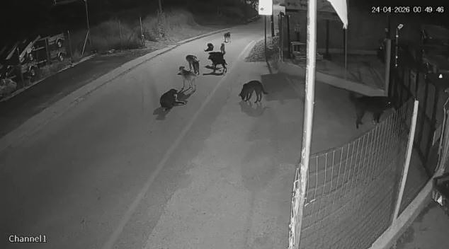 Θεσσαλονίκη: Αγέλες αδέσποτων σκυλιών τρομοκρατούν & επιτίθενται στους κατοίκους – Ανησυχία