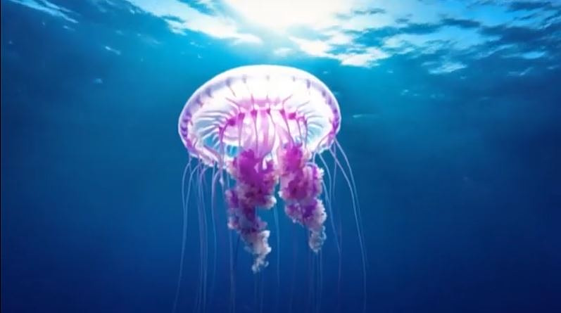 Ευβοϊκός κόλπος: Γέμισε η θάλασσα με μωβ και καφέ μέδουσες – Ανησυχία στους κατοίκους του νησιού