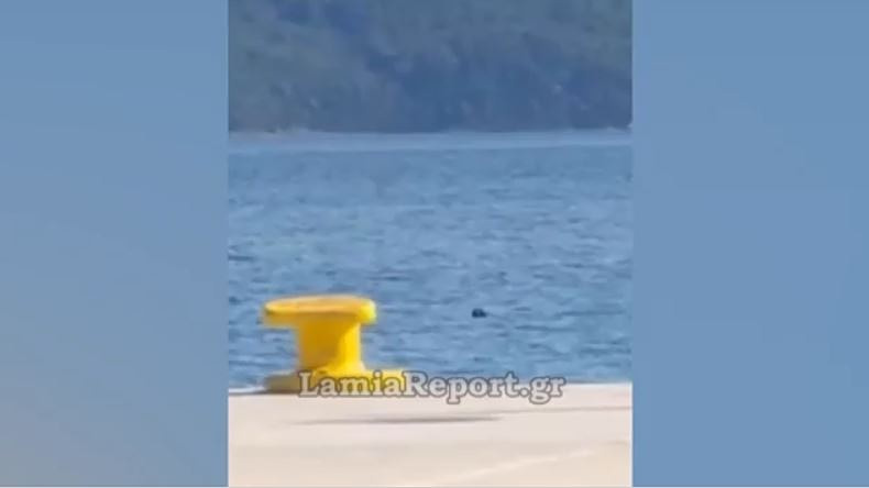Φθιώτιδα: Σκάφος έσωσε σκυλάκι από τα θαλάσσια ρεύματα