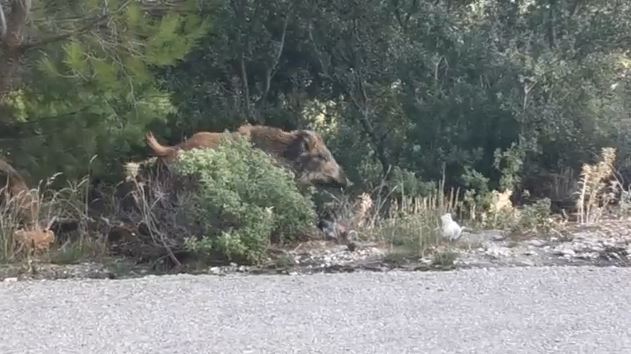 Εύβοια: Οδηγός μηχανής τραυματίστηκε σοβαρά μετά από σύγκρουση με αγριογούρουνα