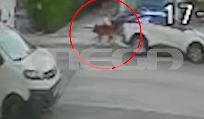 Βριλήσσια: Σκύλος επιτέθηκε & έστειλε στο νοσοκομείο 66χρονο – Σκότωσε και το κατοικίδιό του