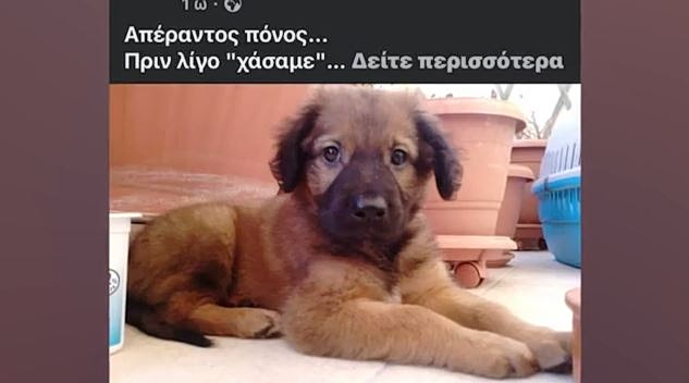 Κρήτη: Σκύλος έφαγε λαγοκέφαλο που είχε ξεβραστεί σε παραλία και πέθανε