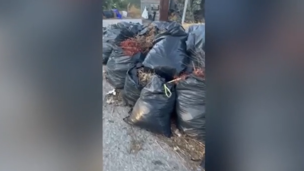 Σαλαμίνα: Τόνοι σκουπιδιών σε παράνομες χωματερές – Καταγγελία στο MEGA