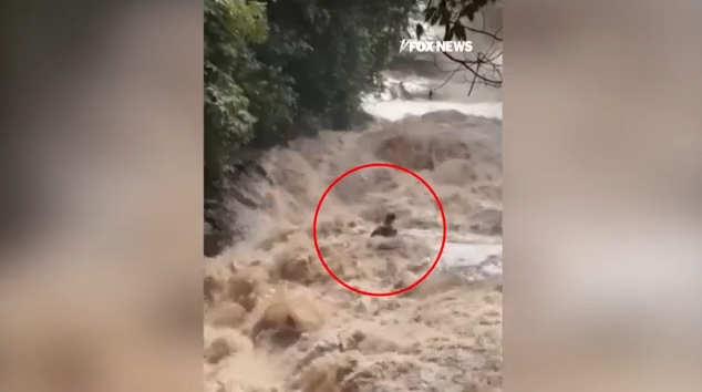 Ταϊλάνδη: Η στιγμή που τουρίστες παρασύρονται από χείμαρρο