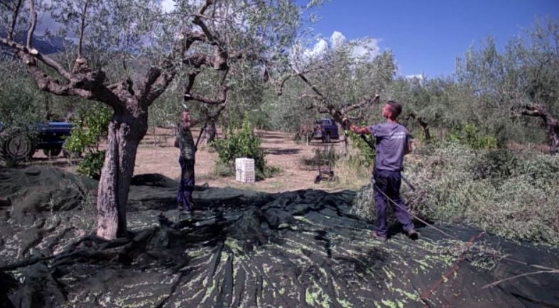 Φεστιβάλ «Ελιά & Ελαιόλαδο» για τρίτη συνεχομένη χρονιά από τον Δήμο Σπάρτης