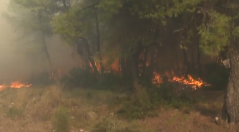 Συναγερμός στην Πυροσβεστική για την φωτιά σε πευκοδάσος στην Εύβοια