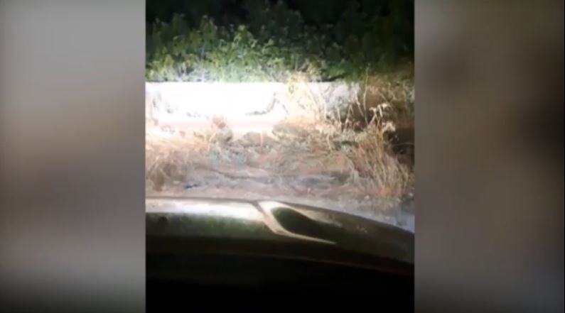 Χαλκιδική: Δύο επιθέσεις άγριου ζώου σε 2χρονο και 45χρονο – Εξετάζεται αν πρόκειται για λύκο ή τσακάλι